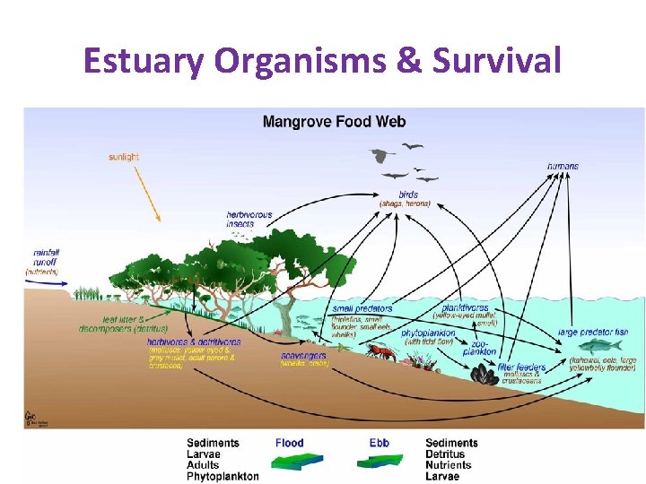 Estuary Organisms & Survival 