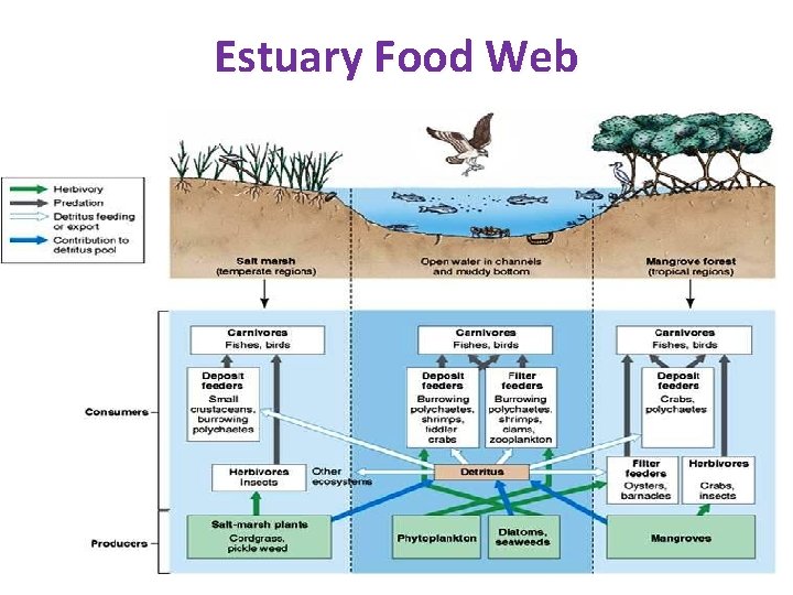 Estuary Food Web Estuary Food Web