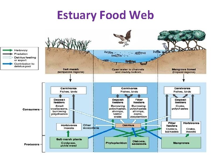 Estuary Food Web 