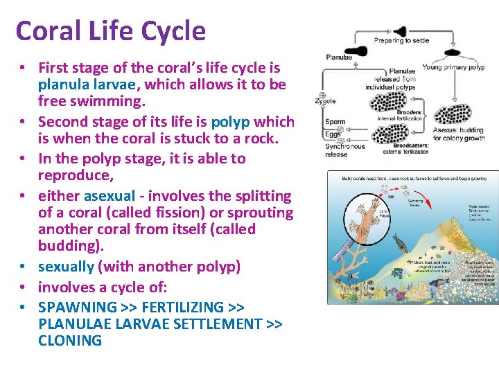 Coral Life Cycle • First stage of the coral’s life cycle is planula larvae, Coral Life Cycle • First stage of the coral’s life cycle is planula larvae,
