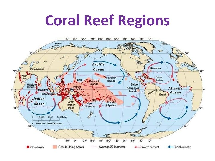 Coral Reef Regions Coral Reef Regions