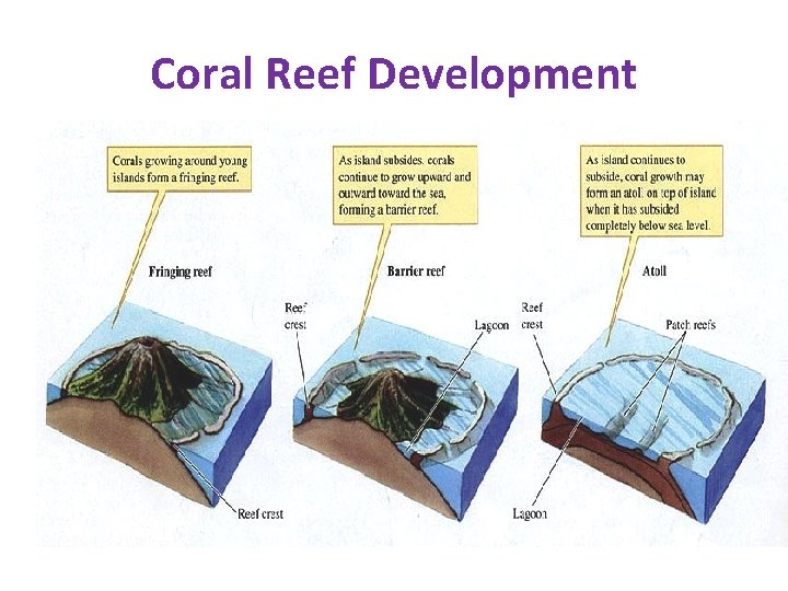 Coral Reef Development Coral Reef Development