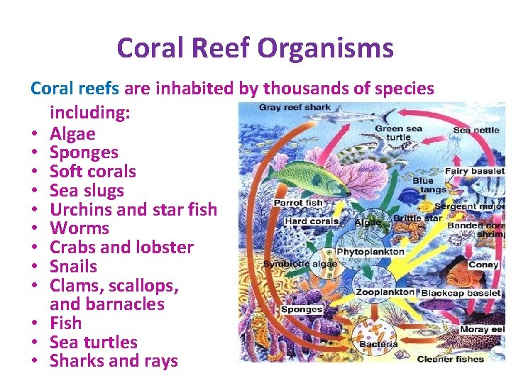 Coral Reef Organisms Coral reefs are inhabited by thousands of species including: • Algae Coral Reef Organisms Coral reefs are inhabited by thousands of species including: • Algae
