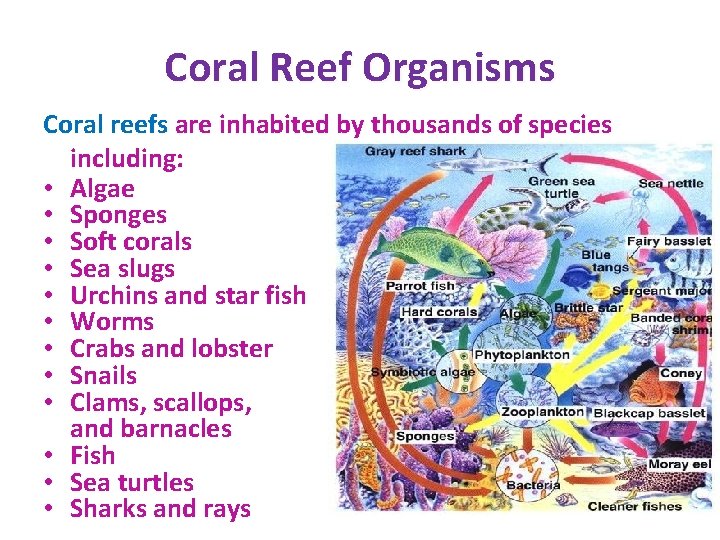 Coral Reef Organisms Coral reefs are inhabited by thousands of species including: • Algae