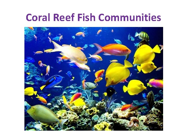 Coral Reef Fish Communities Coral Reef Fish Communities
