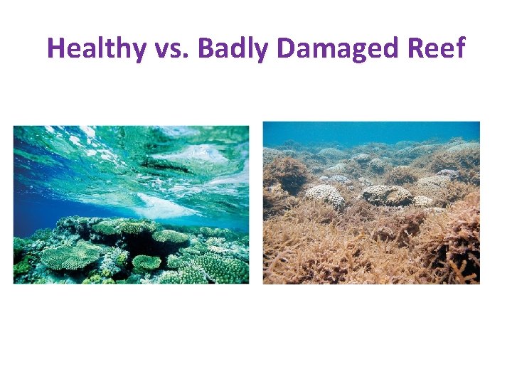 Healthy vs. Badly Damaged Reef Healthy vs. Badly Damaged Reef