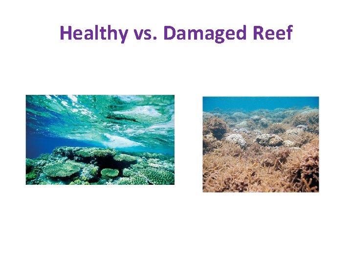 Healthy vs. Damaged Reef Healthy vs. Damaged Reef