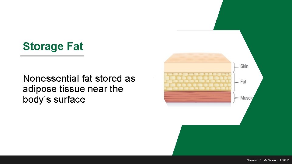 Storage Fat Nonessential fat stored as adipose tissue near the body’s surface Nieman, D.