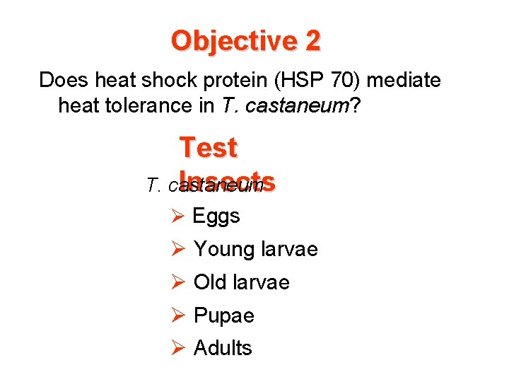Objective 2 Does heat shock protein (HSP 70) mediate heat tolerance in T. castaneum?