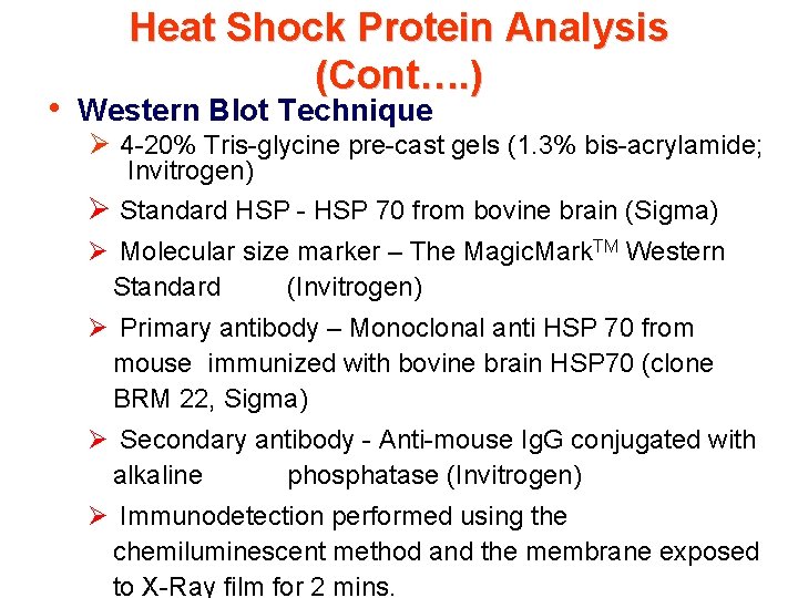 Heat Shock Protein Analysis (Cont…. ) • Western Blot Technique Ø 4 -20% Tris-glycine