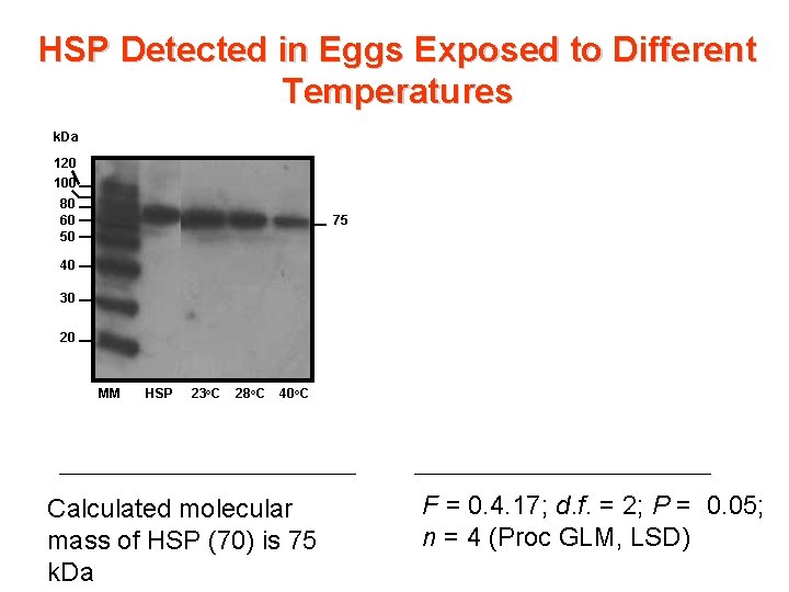 HSP Detected in Eggs Exposed to Different Temperatures k. Da 120 100 80 60