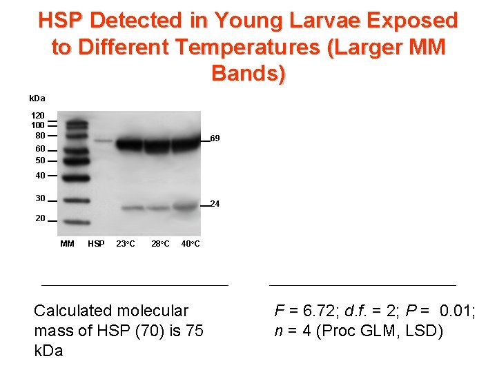 HSP Detected in Young Larvae Exposed to Different Temperatures (Larger MM Bands) k. Da