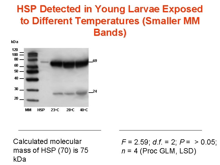 HSP Detected in Young Larvae Exposed to Different Temperatures (Smaller MM Bands) k. Da