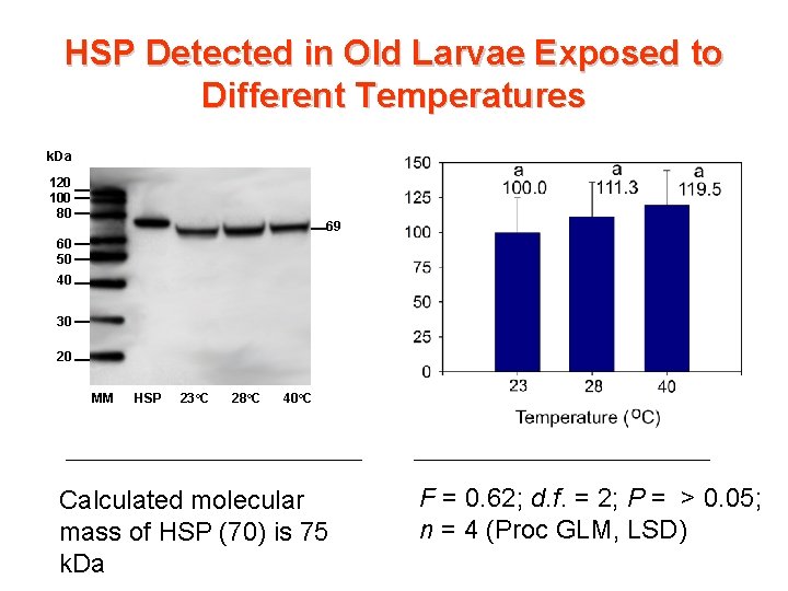 HSP Detected in Old Larvae Exposed to Different Temperatures k. Da 120 100 80