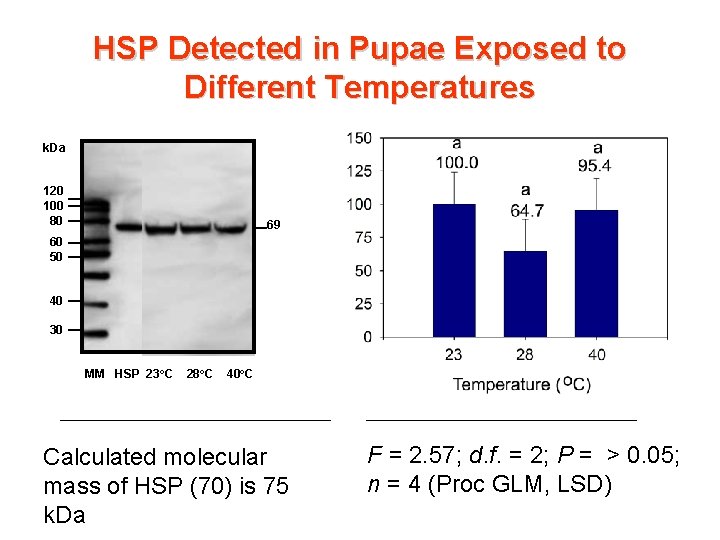 HSP Detected in Pupae Exposed to Different Temperatures k. Da 120 100 80 69