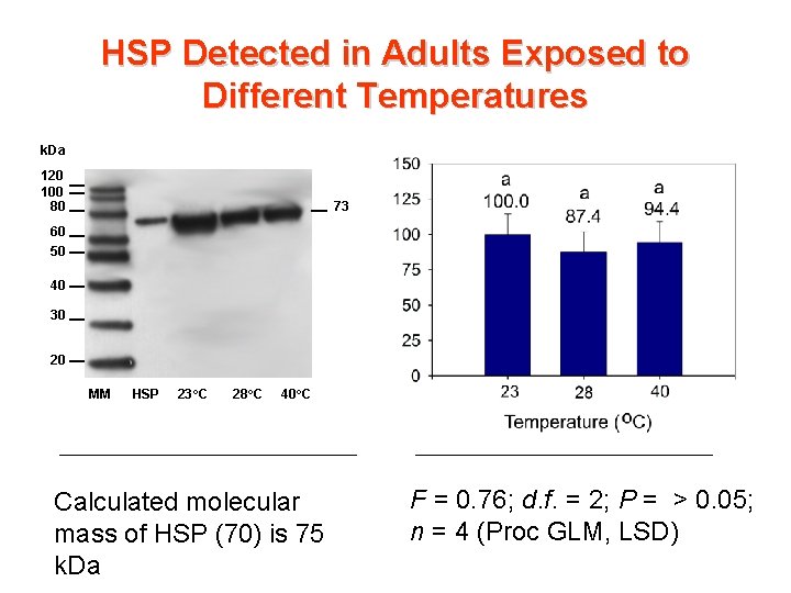 HSP Detected in Adults Exposed to Different Temperatures k. Da 120 100 80 73