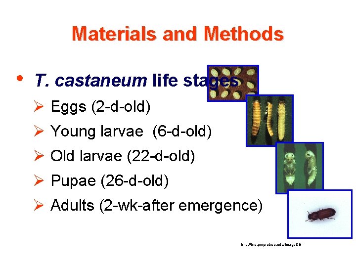 Materials and Methods • T. castaneum life stages Ø Eggs (2 -d-old) Ø Young