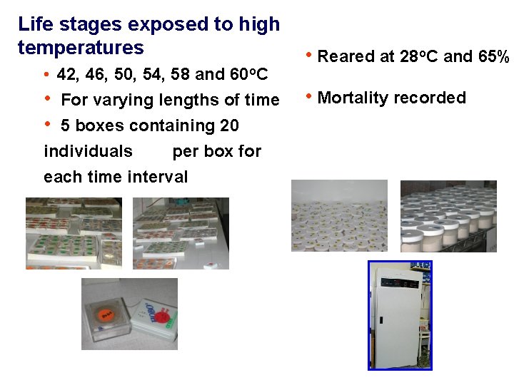 Life stages exposed to high temperatures • 42, 46, 50, 54, 58 and 60