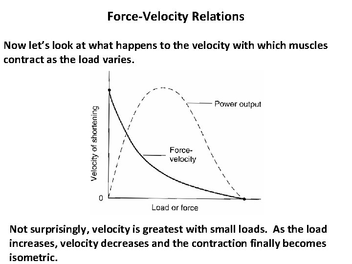 Force-Velocity Relations Now let’s look at what happens to the velocity with which muscles