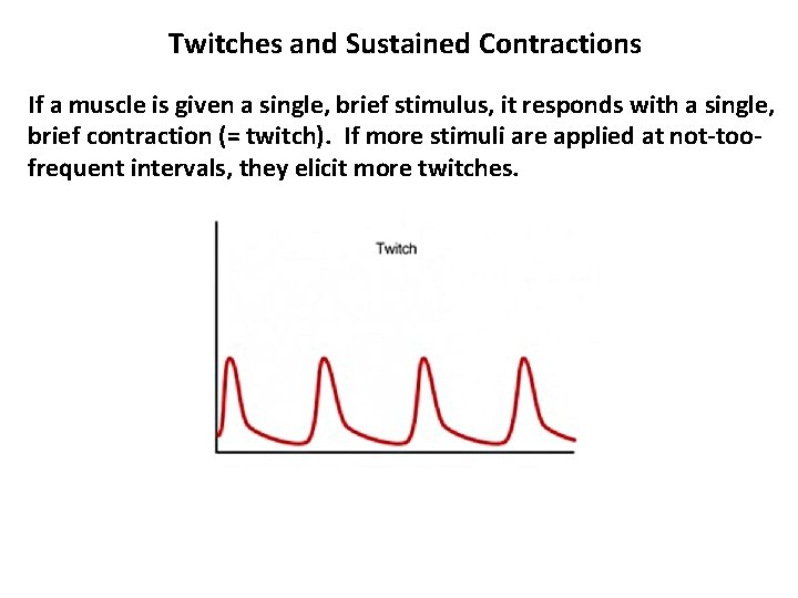 Twitches and Sustained Contractions If a muscle is given a single, brief stimulus, it Twitches and Sustained Contractions If a muscle is given a single, brief stimulus, it