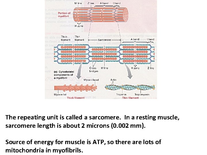 The repeating unit is called a sarcomere. In a resting muscle, sarcomere length is The repeating unit is called a sarcomere. In a resting muscle, sarcomere length is
