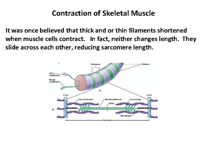 Contraction of Skeletal Muscle It was once believed that thick and or thin filaments