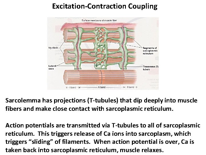 Excitation-Contraction Coupling Sarcolemma has projections (T-tubules) that dip deeply into muscle fibers and make Excitation-Contraction Coupling Sarcolemma has projections (T-tubules) that dip deeply into muscle fibers and make