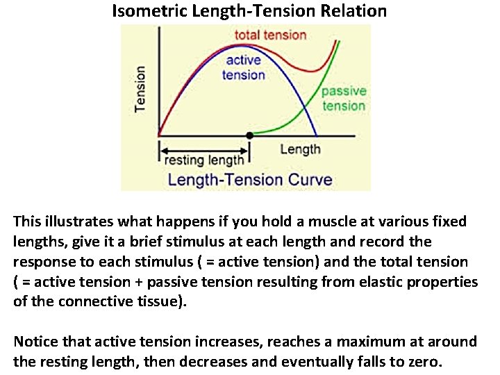 Isometric Length-Tension Relation This illustrates what happens if you hold a muscle at various Isometric Length-Tension Relation This illustrates what happens if you hold a muscle at various