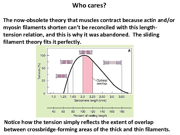 Who cares? The now-obsolete theory that muscles contract because actin and/or myosin filaments shorten