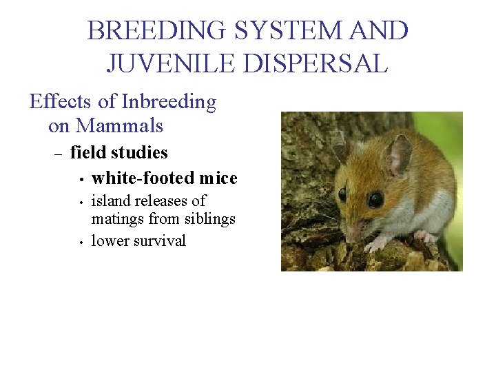 BREEDING SYSTEM AND JUVENILE DISPERSAL Effects of Inbreeding on Mammals – field studies • BREEDING SYSTEM AND JUVENILE DISPERSAL Effects of Inbreeding on Mammals – field studies •