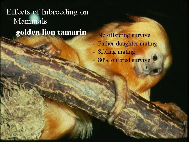 Effects of Inbreeding on Mammals golden lion tamarin • • No offspring survive Father-daughter