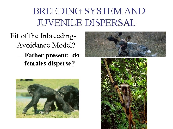 BREEDING SYSTEM AND JUVENILE DISPERSAL Fit of the Inbreeding. Avoidance Model? – Father present: BREEDING SYSTEM AND JUVENILE DISPERSAL Fit of the Inbreeding. Avoidance Model? – Father present: