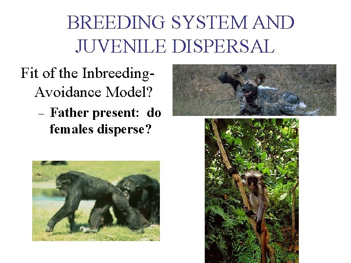 BREEDING SYSTEM AND JUVENILE DISPERSAL Fit of the Inbreeding. Avoidance Model? – Father present: