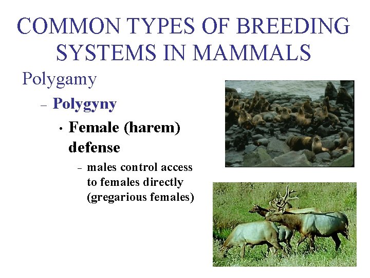 COMMON TYPES OF BREEDING SYSTEMS IN MAMMALS Polygamy – Polygyny • Female (harem) defense