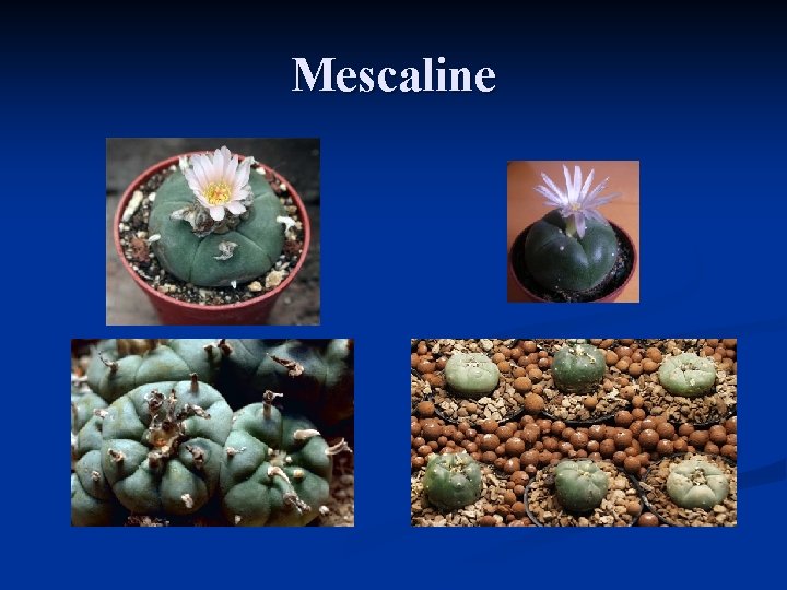 Mescaline 