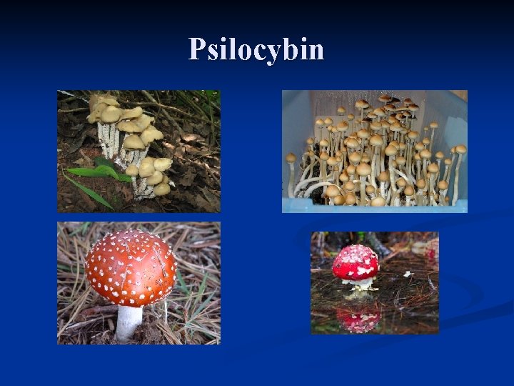 Psilocybin 