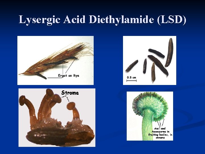 Lysergic Acid Diethylamide (LSD) 