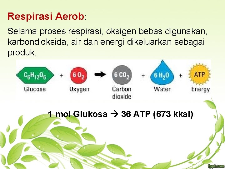 Respirasi Aerob: Selama proses respirasi, oksigen bebas digunakan, karbondioksida, air dan energi dikeluarkan sebagai