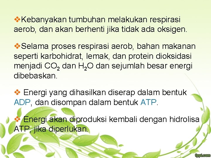 v. Kebanyakan tumbuhan melakukan respirasi aerob, dan akan berhenti jika tidak ada oksigen. v.