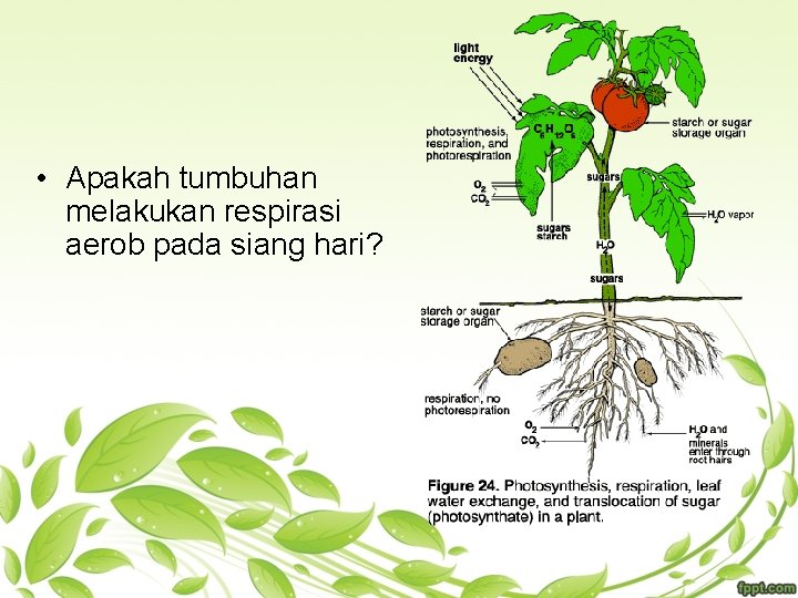  • Apakah tumbuhan melakukan respirasi aerob pada siang hari? 