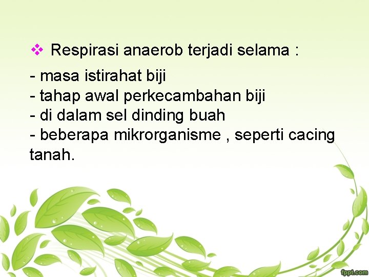 v Respirasi anaerob terjadi selama : - masa istirahat biji - tahap awal perkecambahan