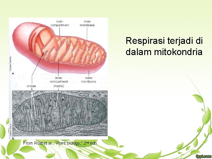 Respirasi terjadi di dalam mitokondria From Rost et al. , “Plant biology, ” 2