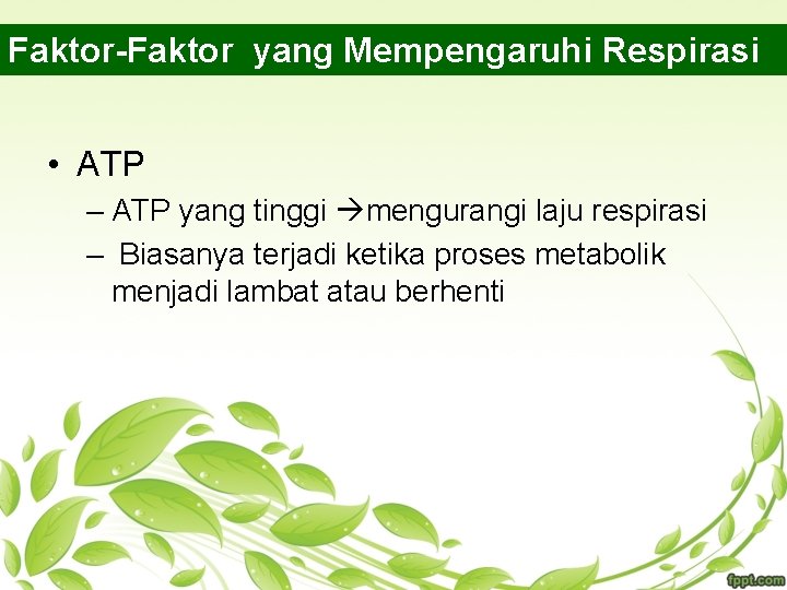 Faktor-Faktor yang Mempengaruhi Respirasi • ATP – ATP yang tinggi mengurangi laju respirasi –