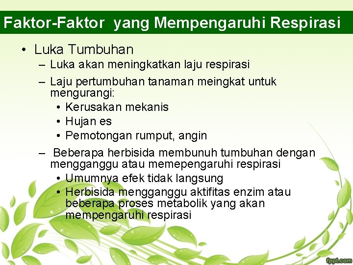 Faktor-Faktor yang Mempengaruhi Respirasi • Luka Tumbuhan – Luka akan meningkatkan laju respirasi –