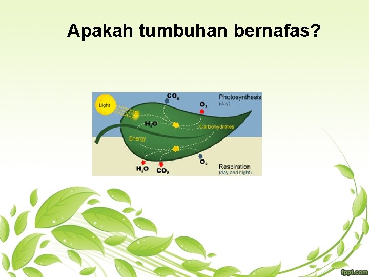 Apakah tumbuhan bernafas? 