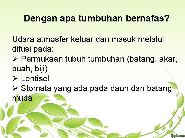 Dengan apa tumbuhan bernafas? Udara atmosfer keluar dan masuk melalui difusi pada: Ø Permukaan