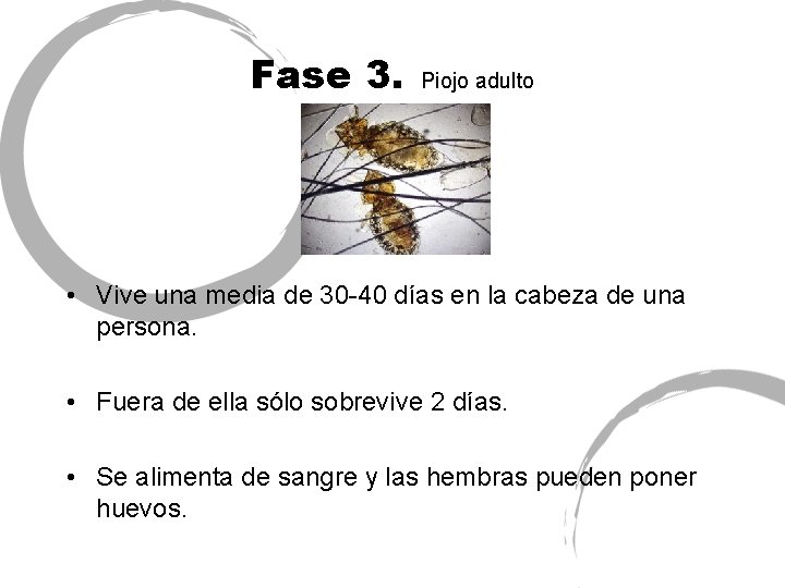 Fase 3. Piojo adulto • Vive una media de 30 -40 días en la