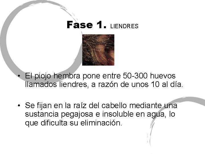 Fase 1. LIENDRES • El piojo hembra pone entre 50 -300 huevos llamados liendres,