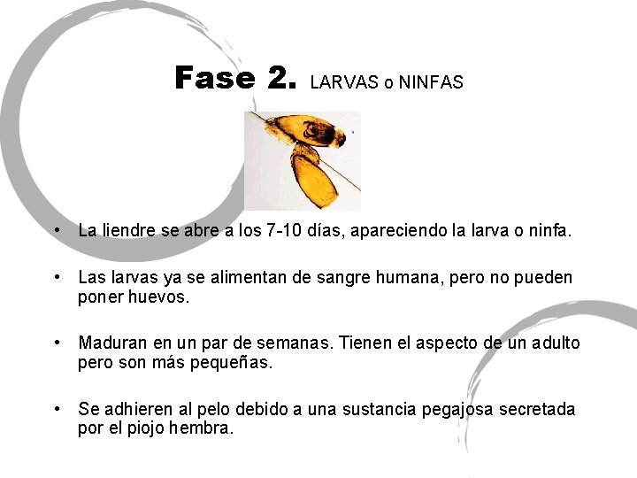 Fase 2. LARVAS o NINFAS • La liendre se abre a los 7 -10
