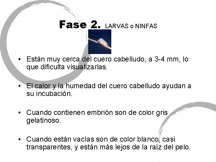 Fase 2. LARVAS o NINFAS • Están muy cerca del cuero cabelludo, a 3